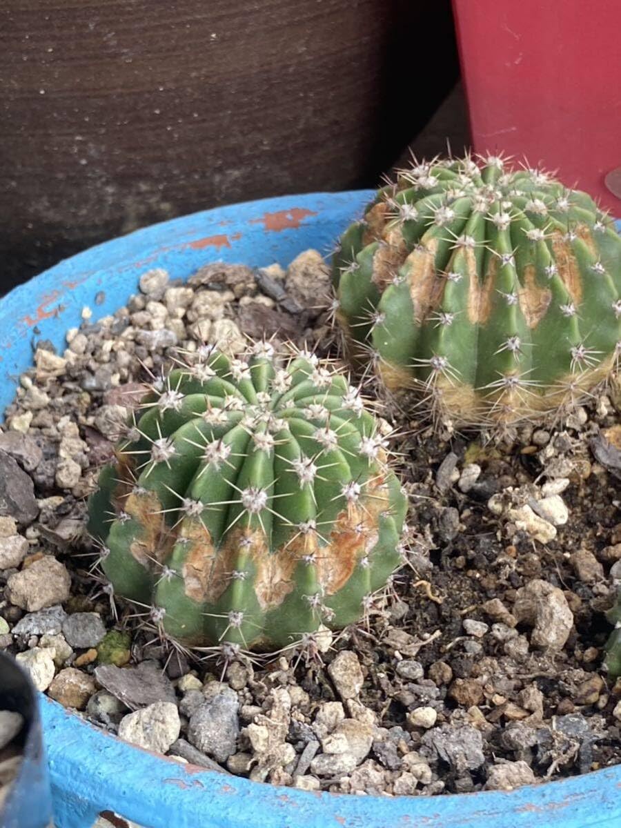 2026年最新Yahoo!オークション [HUMOR]エキノプシス属「スペシャル美花